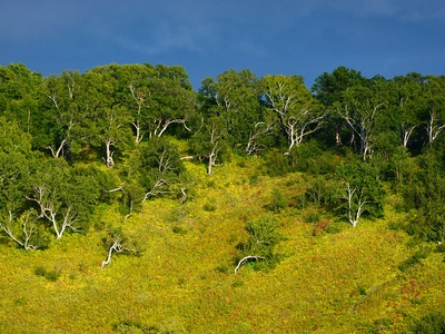 Erman's Birch