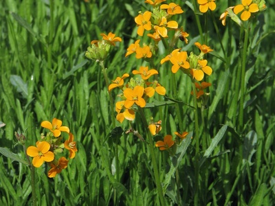 Erysimum