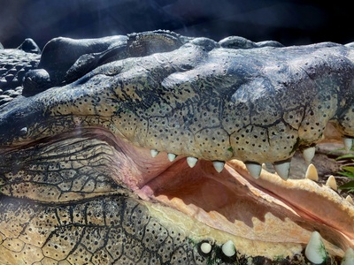 Estuarine crocodile