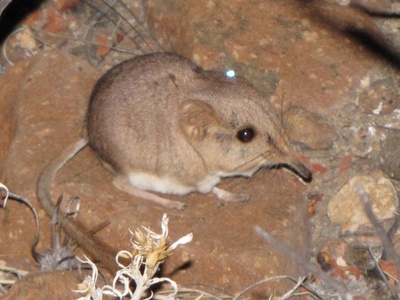 Etendeka Round-eared Sengi