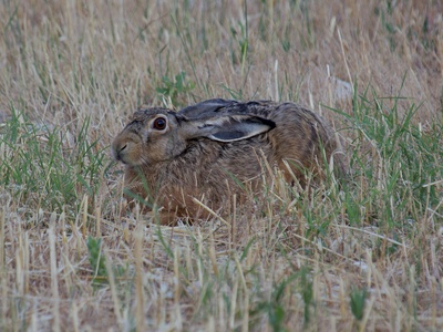 Ethiopian Highland Hare