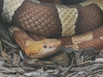 Ethiopian House Snake