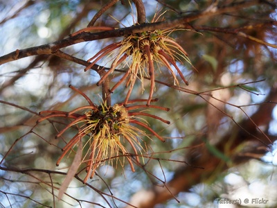 Eucalyptus