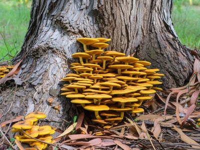 Eucalyptus Root-rot