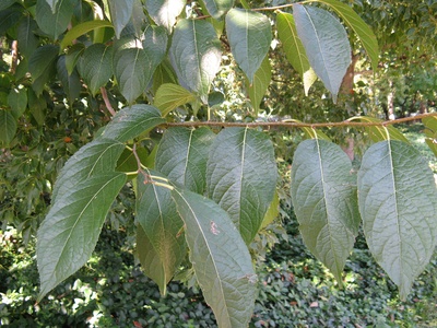 Eucommia
