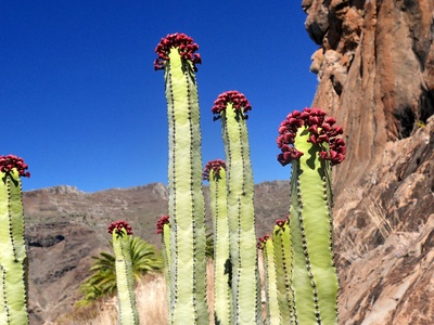 Euphorbia