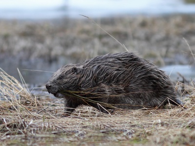 Eurasian Beaver