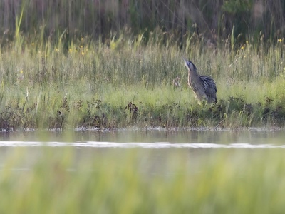 Eurasian Bittern