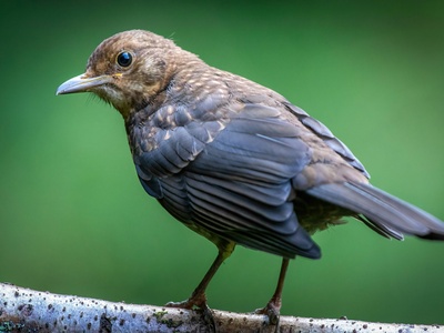 Eurasian Blackbird