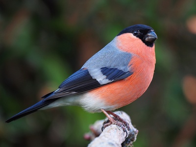 Eurasian Bullfinch