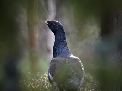 Eurasian Capercaillie