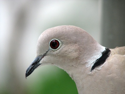 Eurasian Collared Dove