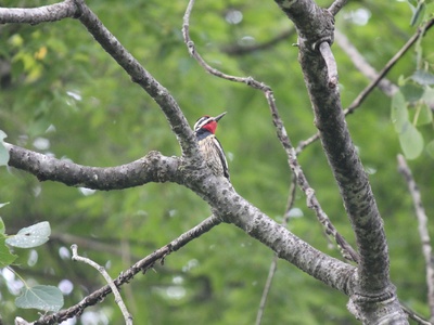 Eurasian Green Woodpecker