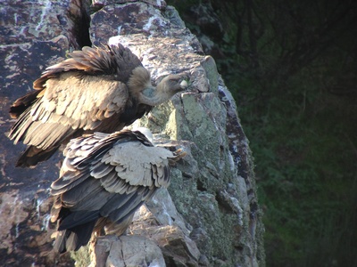 Eurasian Griffon Vulture