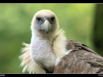 Eurasian griffon vulture