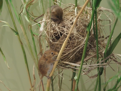 Eurasian Harvest Mouse