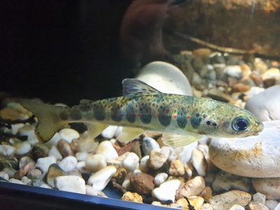 Eurasian minnow
