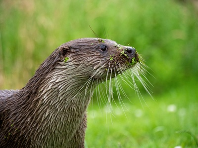 Eurasian otter