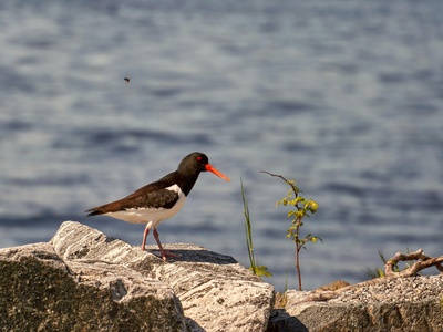 Eurasian Oystercatcher