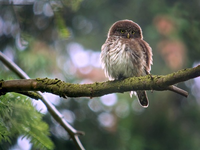 Eurasian Pygmy Owl