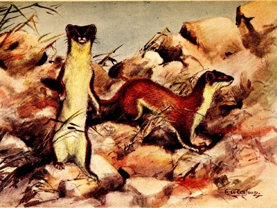 Eurasian Pygmy Shrew