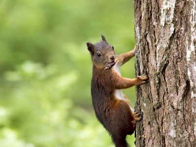 Eurasian red squirrel