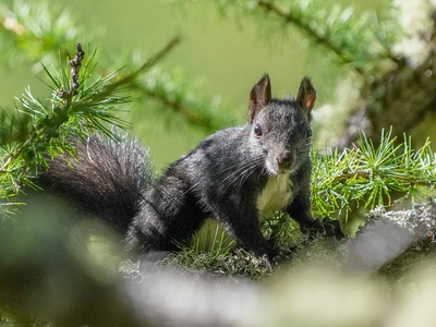 Eurasian Red Squirrel