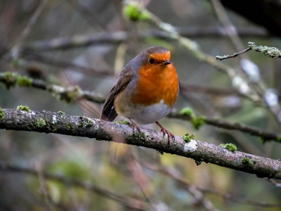 Eurasian Robin