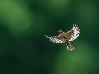 Eurasian Tree Sparrow