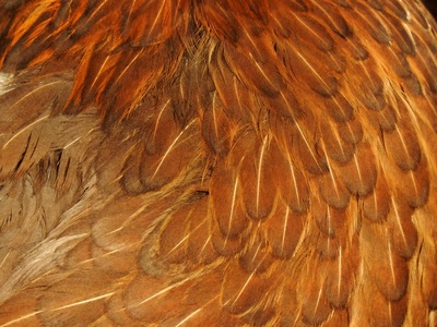 Eurasian Woodcock