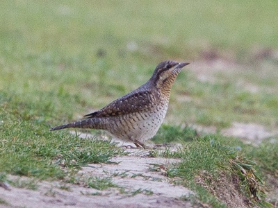 Eurasian Wryneck