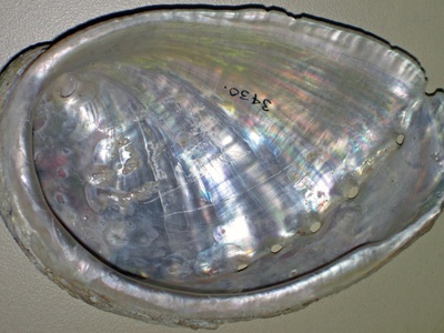 European abalone