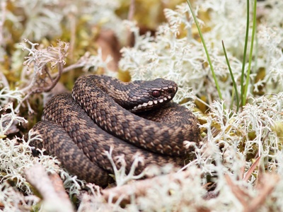 European adder