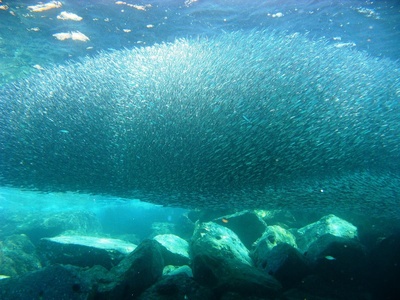 European anchovy