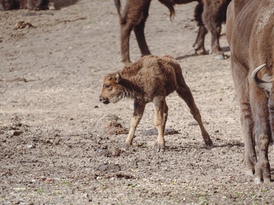 European bison