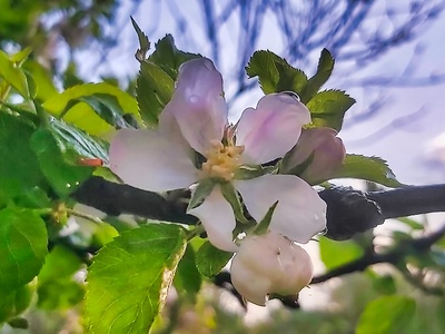 European Crab Apple