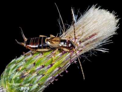 European Earwig