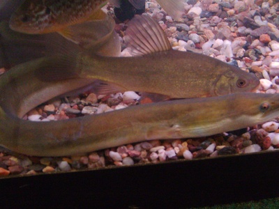 European Eel