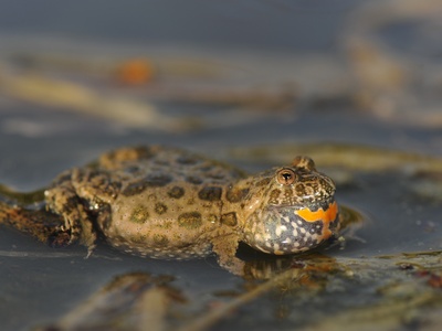 European fire-bellied toad