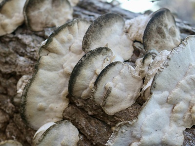 European flat oyster