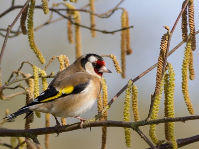 European Goldfinch