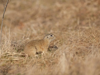 European Ground Squirrel