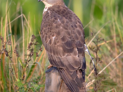 European Honey Buzzard