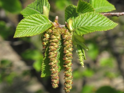 European Hop-Hornbeam