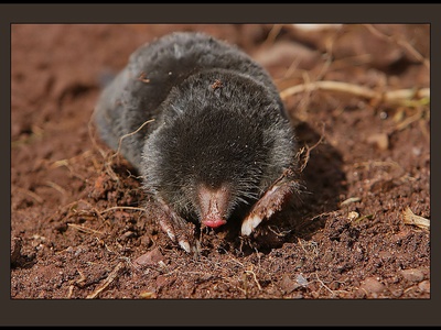 European Mole
