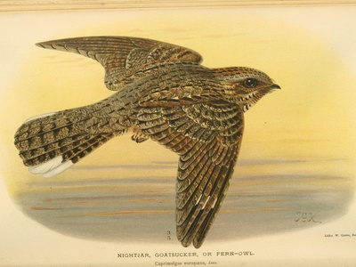 European Nightjar