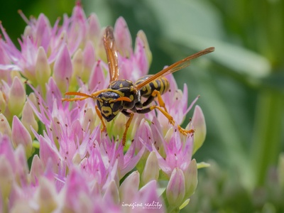 European paper wasp
