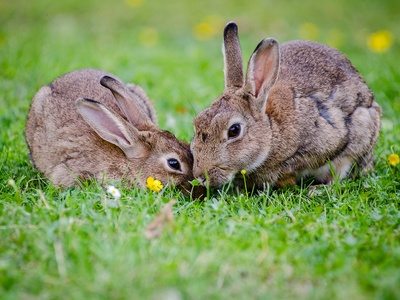 European Rabbit