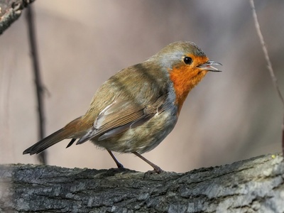 European robin