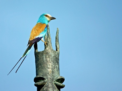 European Roller
